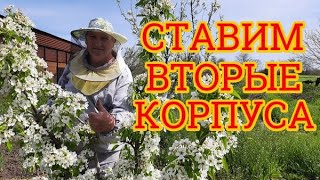 Постановка корпусов многокорпусных ульев. Постановка вторых корпусов 📹🙋‍♂️