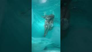 在家带你看世界 | 在家旅行 自由潜水 Mermaid Sexy Girl | Diving Girl✗ Senior Diver ✗ 资深潜水员 | Khi Con Gái Đi Lặn