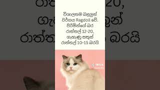 පූසන් ගැන ඔබ දන්නවා ද😱🐈‍⬛