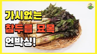 가시없는 참두릅 묘목 언박싱