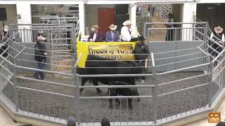 68th Missouri Angus Breeders Futurity Sale Columbia MO FEB 2025_Feb22_13-04-42.mp4