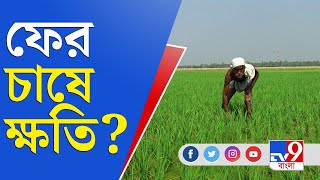 পশ্চিমী ঝঞ্ঝার জেরে ফের ব্যাপক ক্ষতির আশঙ্কা রাজ্যের চাষীদের, প্রভাব পড়বে ফুলচাষেও | Weather Update