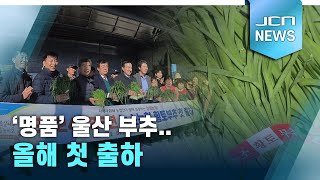 '명품' 울산 부추..올해 첫 출하