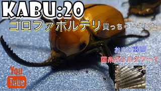 カブトムシ【ゴロファポルテリ】開封