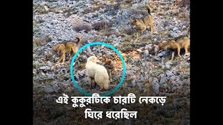 আটটি নেকড়ে বনাম দুটি কুকুর।।Eight wolves vs two dogs।।প্রতীকীরুপ।।protikirup।