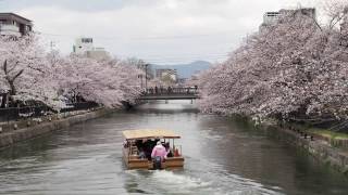 京都・琵琶湖疎水、岡崎さくら回廊　十石舟めぐり往路その3（花見船）