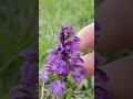 orchidea hazai védett agárkosbor anacamptis morio