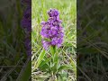 orchidea hazai védett agárkosbor anacamptis morio