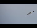 野鳥撮影・ 野鳥動画・ミサゴの飛翔シーン