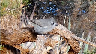 Juniper Titmouse in Sedona (Arizona) - ♫ Bird Song and Call