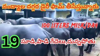 గేదెల డైరీ ఫామ్ తీసేస్తున్నారు || 19 సూడి,పాడి గేదెలు,దున్నపోతు || Dairy Farm Buffaloes For Sale