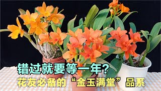 120 嘉德丽雅兰品种介绍：错过了就要再等一年？花友必备的“金玉满堂”品系，能开出大金球