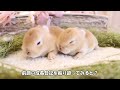 【うさぎの赤ちゃん】おめめが開く間際の映像！！