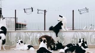 YAKUTIAN LAIKA Dogs