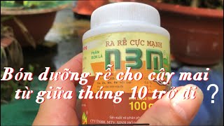 Bón dưỡng rễ N3M , ROOT2 , Groro … cho cây mai từ giữa tháng 10 như thế nào ?