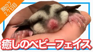 【フクロモモンガ】マッサージでとろける赤ちゃん【成長記録】