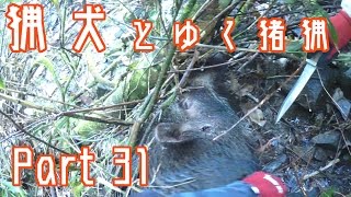 猟犬と狩猟 Part　31 　失中した猪を獲る　血抜きと解体シーンあるので閲覧注意