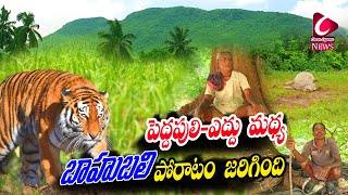 పెద్దపులి-ఎద్దు మధ్య బాహుబలి పోరాటం జరిగింది ||Chittapalm tiger attack ||Anakapallitiger ||Cenews