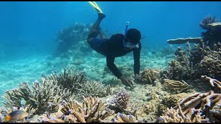 Coral reef restoration in Fiji (explanation and practical)