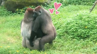 金剛Tayari有時很浪漫Tayari is romantic sometimes#金剛猩猩 #gorilla