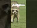 Raquinho is a trialist #mls #soccer #raccoon #rocket #animals #cute