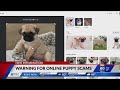 BBB warns against online puppy sale scams