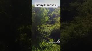 İsmayıllı meşəsi