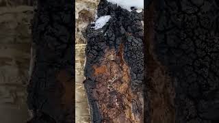 Chaga mushroom growing in yellow birch