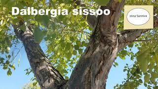 Dalbergia sissoo, India Rosewood, Sheesham tree