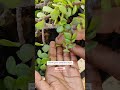 lucky jade plant care tips elephant bush लकी जेड प्लांट की देखभाल ashasgardenstory shorts