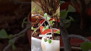 Lucky Jade Plant Care Tips|Elephant Bush|लकी जेड प्लांट की देखभाल| #ashasgardenstory#shorts