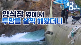 이게 웬 횡재냐! 광어 양식장 옆에서 투망 해본 결과 / 타이밍 잘 맞추면 그물 가득 잡히는 물고기의 정체 / #바다다큐