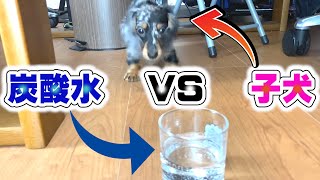 子犬に炭酸水をあげたら、戦いを挑み始めました