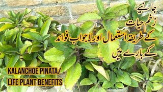 Zakham e Hayat plant benefits / Benefits of Kalanchoe Pinata | Tips and Tricks with Sam