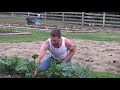 growing kale the ultimate super food