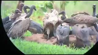 Vultures-ហ្វូងសត្វត្មាតកំពុងស៊ីចំណី