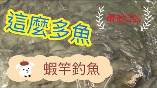 蕭張日記#109 中彰快速道路旁小水溝釣魚，魚好釣嗎？（蝦竿釣魚）