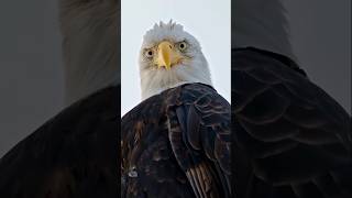 😳Flying eagle 😳#short #education #yt #science #facts