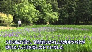 牧谷・又助池のカキツバタ（2012年5月撮影）