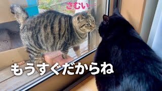 庭にやってくる最後の地域猫を保護しました！