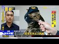 桃園波麗士大人「收編」浪貓 變身喵喵員警@newsebc