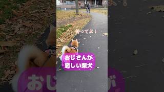 おじさんが好きすぎてたまらない柴犬 #shorts #shiba