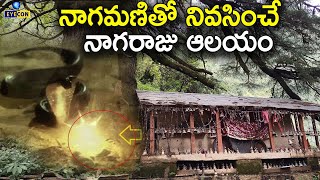 నాగమణితో నివసించే నాగరాజు ఆలయం .... | Laatu Devi Temple | #mysteriousfacts | Eyeconfacts