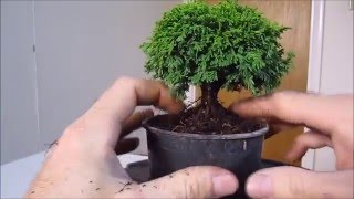 How To Make a Bonsai Tree From a Nursery Stock Tsukumo How To Make a Bonsai Tree From a Nursery Stock Tsukumo