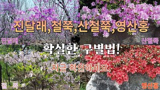 '버들이의 자연이야기'  32진달래,철쭉,산철쭉,영산홍이야기