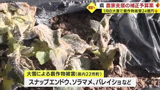 大雪農業被害２４億円　鹿児島県が補正予算追加