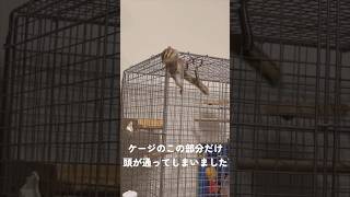 まさかの飛び出し！ シマリス飼育の注意点 小さいリスを大きめのケージで飼う時は気を付けて