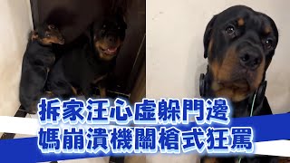 調皮汪拆家「咬爆耳機」媽氣炸：去當DJ小狗｜寵物｜狗狗｜精選影片