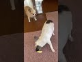 え〜っ⁈そんな事しちゃうチワワ　 shorts 極小チワワ チワワ 保護犬 かわいい犬