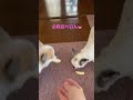 え〜っ⁈そんな事しちゃうチワワ　 shorts 極小チワワ チワワ 保護犬 かわいい犬